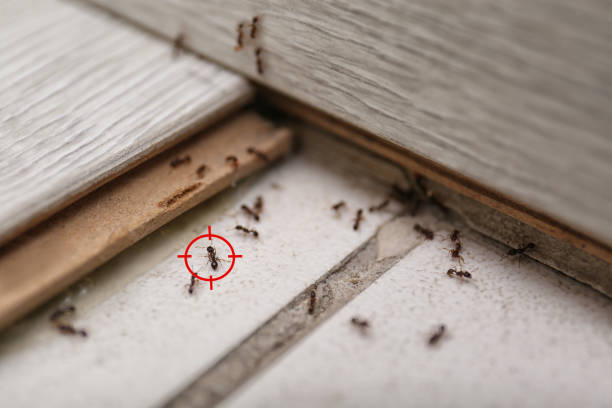 Flea Control Services in Cherryvale, SC
