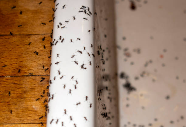 Best Pest Control for Restaurants  in Cherryvale, SC