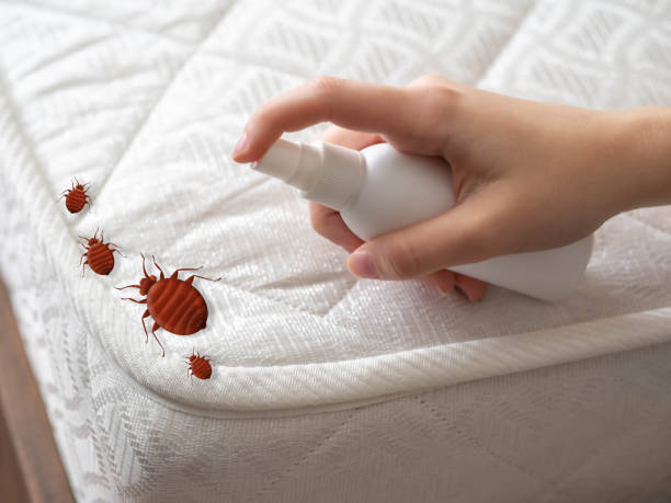 Best Flea Control Services  in Cherryvale, SC
